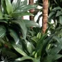 DRACENA artificiel (ou DRACAENA) FRAGANS Compacta - feuilles