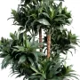 DRACENA artificiel (ou DRACAENA) FRAGANS 10 troncs Compacta 140/150cm