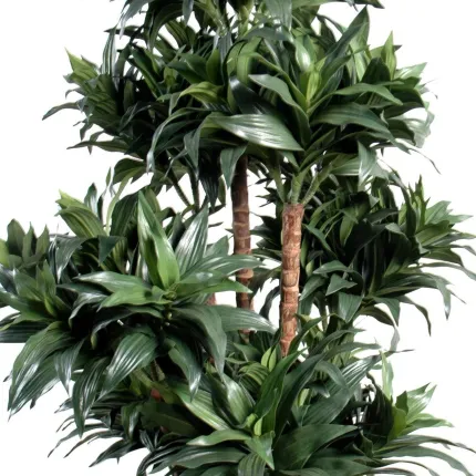 DRACENA artificiel (ou DRACAENA) FRAGANS 10 troncs Compacta 140/150cm