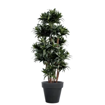DRACENA artificiel (ou DRACAENA) FRAGANS Compacta 140/150 cm - en pot