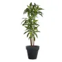 DRACENA artificiel (ou DRACAENA) fragans arbre 120 et 150 cm - en pot