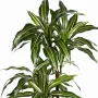 DRACENA artificiel (ou DRACAENA) fragans arbre 120 et 150 cm - feuilles