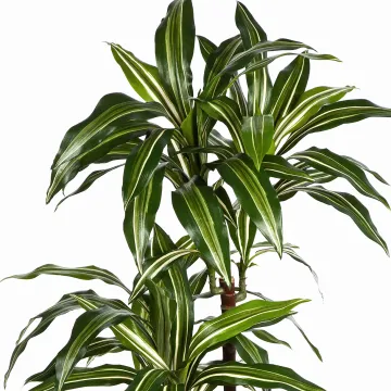 DRACENA artificiel (ou DRACAENA) fragans arbre 120 et 150 cm - feuilles