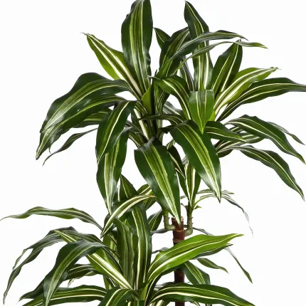 DRACENA artificiel (ou DRACAENA) fragans arbre 120 et 150 cm - feuilles