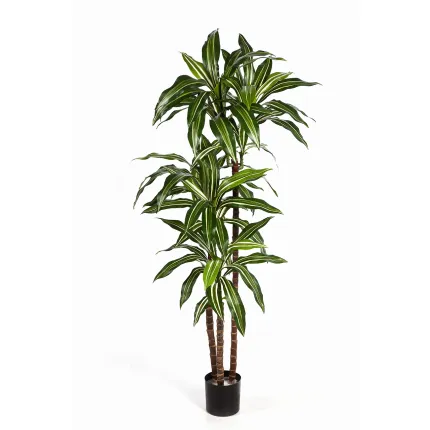 DRACENA artificiel (ou DRACAENA) fragans arbre 120 et 150 cm