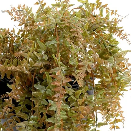 FOUGERE artificielle chute plastique 80 cm - feuillage