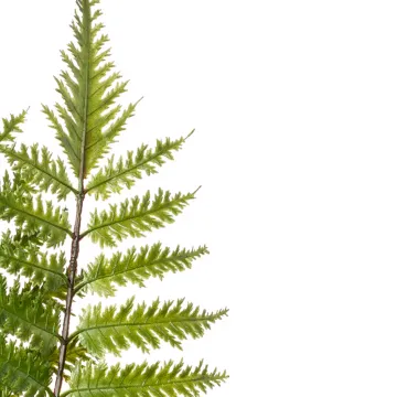 FEUILLE DE FOUGERE artificiel  x 3 plastique 56 cm - détails