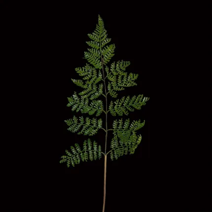 1 FEUILLE DE FOUGERE artificiel   plastique 56 cm