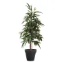 FICUS artificiel ALII bush royal 160 cm