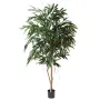 FICUS ALII ROYAL 180 et 250 cm