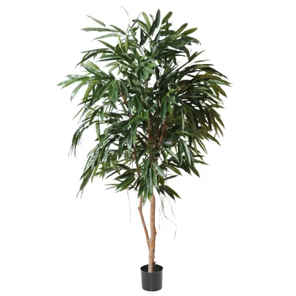 FICUS ALII ROYAL 180 et 250 cm