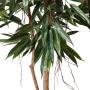 FICUS ALII ROYAL 180 et 250 cm - tronc