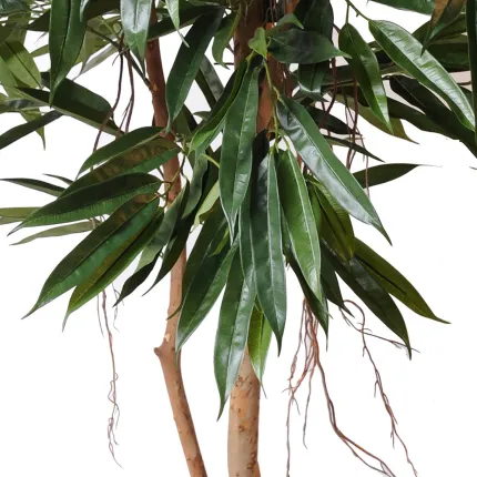 FICUS ALII ROYAL 180 et 250 cm - tronc