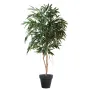 FICUS ALII ROYAL 180 cm - en pot