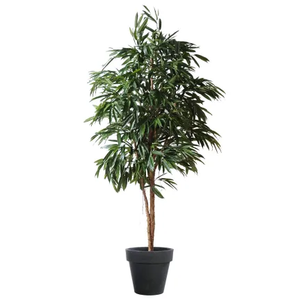 FICUS ALII ROYAL 250 cm - en pot