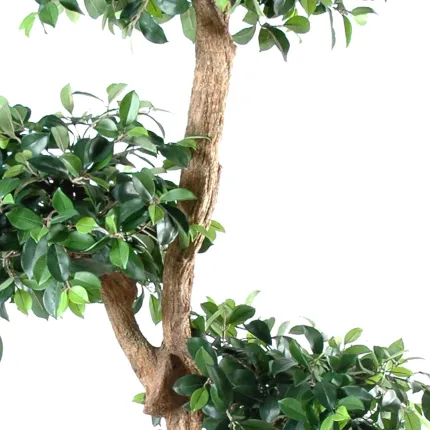 FICUS artificiel RETUSA crazy 150 cm - tronc et feuilles