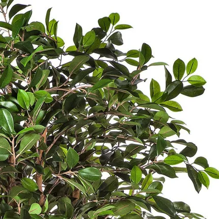 FICUS artificiel RETUSA 150 à 210 cm - feuilles