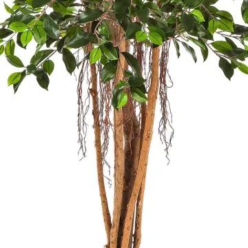 FICUS artificiel RETUSA 150 à 210 cm -  tronc