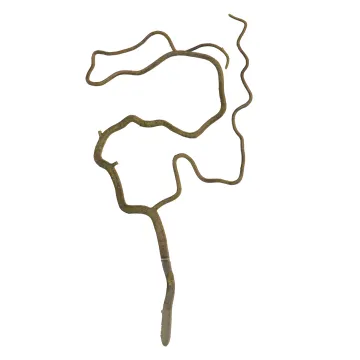 branche SAULE TORTUEUX artificiel 45 cm - entier