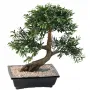 BONSAI artificiel SAULE noir ou BLACK WILLOW 50 cm