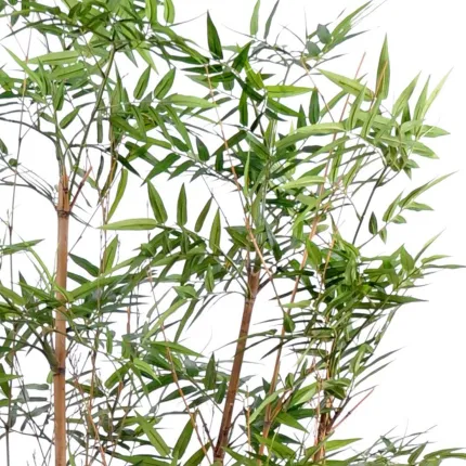 HAIE artificielle BAMBOU oriental 150 cm - feuillage