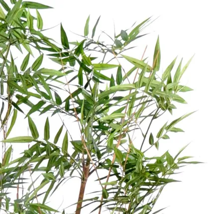 HAIE artificielle BAMBOU oriental 150 cm - feuilles