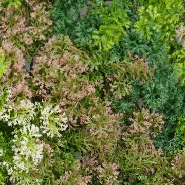 MUR VEGETAL mousse 100 x 100 cm - détails