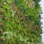 MUR VEGETAL mousse 100 x 100 cm - vue rapprochée