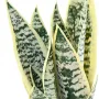 SANSEVIERIA artificielle vert jaune 49 cm en pot déco - feuilles