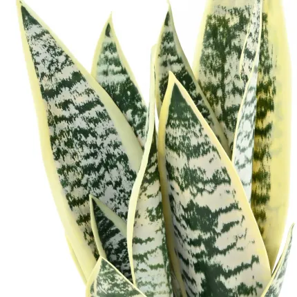 SANSEVIERIA artificielle vert jaune 49 cm en pot déco - feuilles