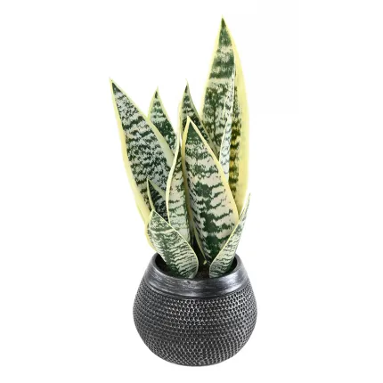 SANSEVIERIA artificielle vert jaune 49 cm en pot déco