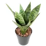 SANSEVIERIA artificiel piquet ou sanseveria 35 cm - planté par dessus