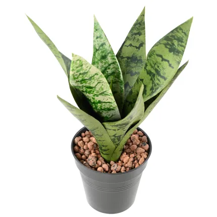 SANSEVIERIA artificiel piquet ou sanseveria 35 cm - planté par dessus