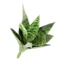 SANSEVIERIA artificiel piquet ou sanseveria 35 cm - vu de haut