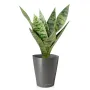 SANSEVIERIA artificiel piquet ou sanseveria 35 cm de face