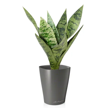 SANSEVIERIA artificiel piquet ou sanseveria 35 cm de face