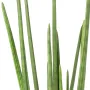 SANSEVIERIA artificiel CYLINDRICA 100 cm - pointe