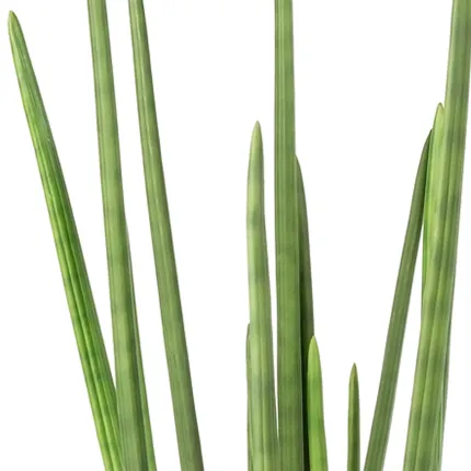 SANSEVIERIA artificiel CYLINDRICA 100 cm - pointe