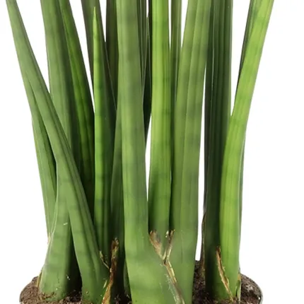 SANSEVIERIA artificiel CYLINDRICA 100 cm - bâtons
