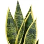 SANSEVIERIA artificiel vert jaune 41 cm en pot - feuilles