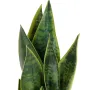 SANSEVIERIA artificiel vert 41 cm en pot - feuilles