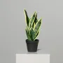 SANSEVIERIA artificiel vert jaune 41 cm en pot sur socle