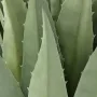 AGAVE artificiel 85 cm - détails feuilles