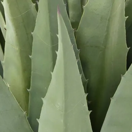 AGAVE artificiel 85 cm - détails feuilles