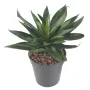 AGAVE artificielle 20 cm