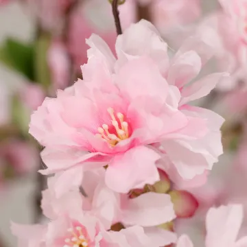 CERISIER FLEUR artificiel 240 cm rose - floraison