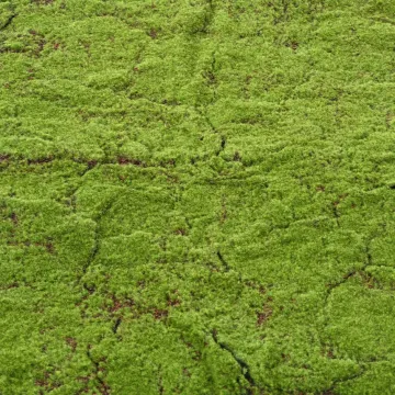 Plaque de mousse artificielle des bois 200cm x 100cm en détails