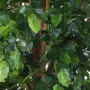 HETRE artificiel 400 cm - feuilles