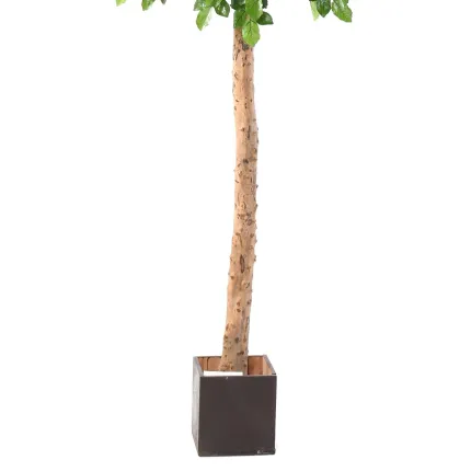 HETRE artificiel 400 cm - tronc et pot