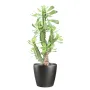 CACTUS artificiel Euphorbe 65 cm en pot